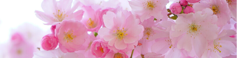 Procedimento cirurgico